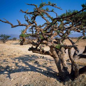 FD – Frankincense Trees_2