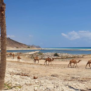 Mughsail Beach Camels