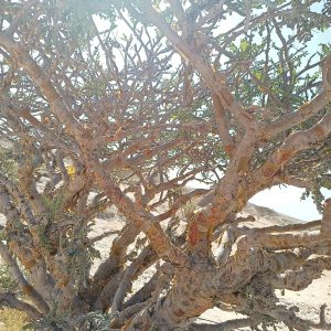 Sunset Desert Safari_5