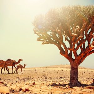 عرض تقديمي عن شركة سياحة – 122